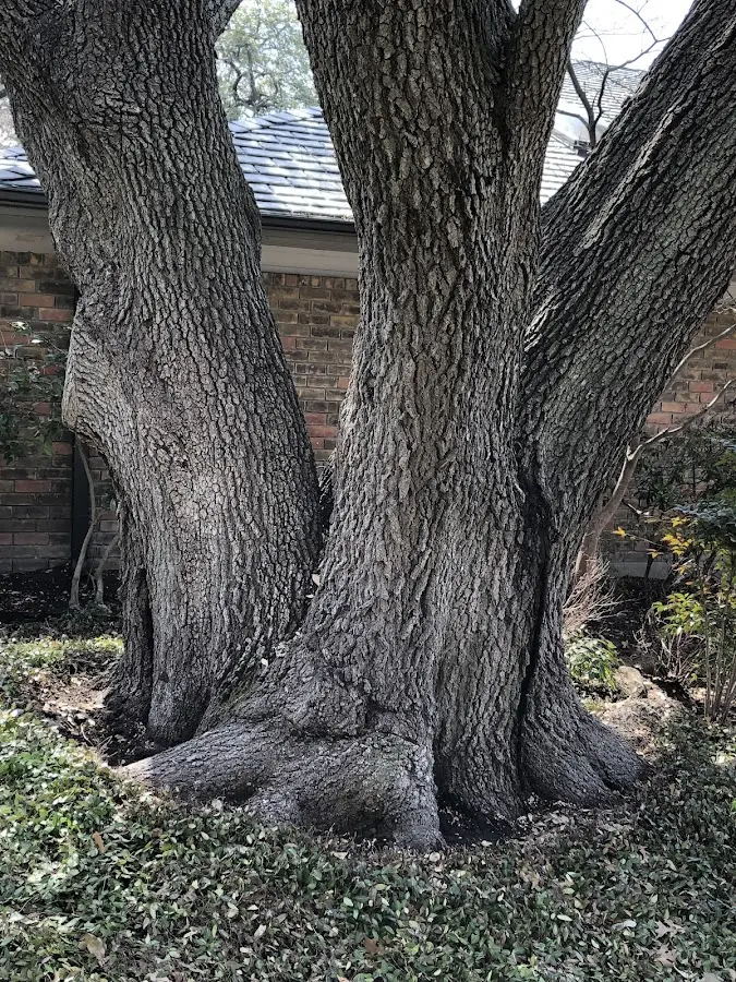 Mature heritage tree close to a Youngsville property cared for by certified arborists